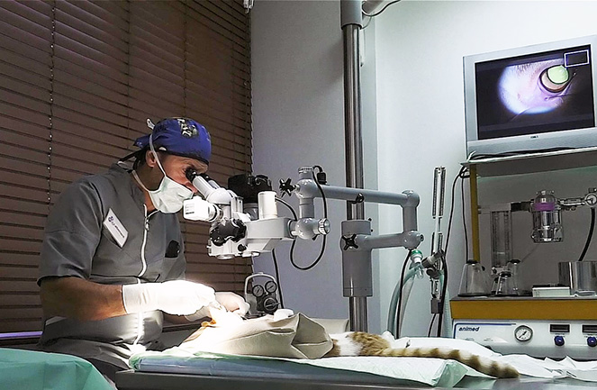 Chirurgies oculaires ou ophtalmiques