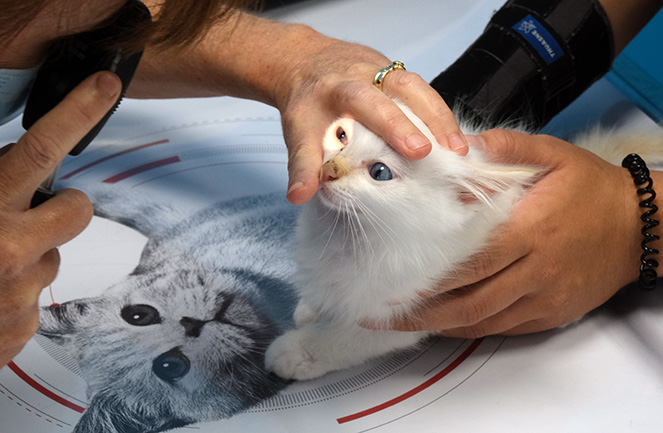 Examen ophtalmologique vétérinaire