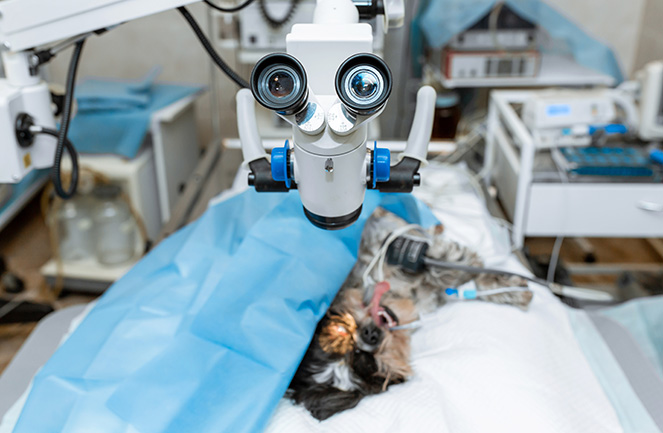 service ophtalmologie vétérinaire univet