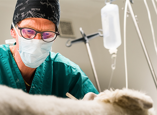 Vétérinaire stefan degallaix clinique animalliance