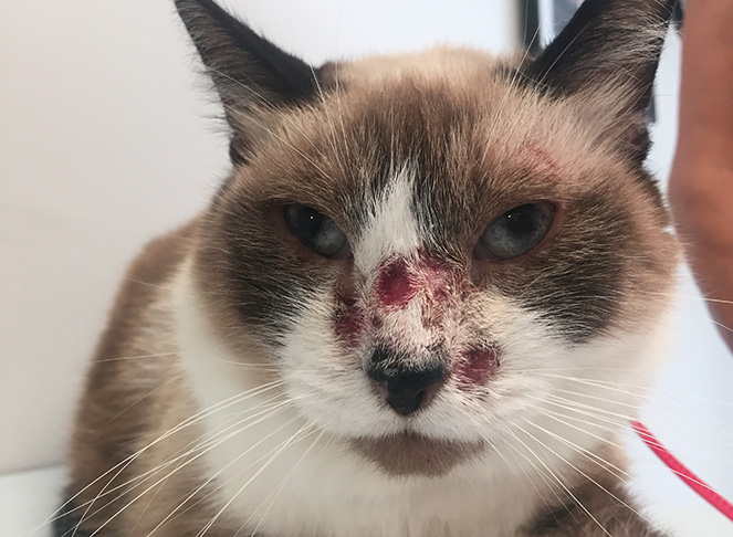 Chat souffrant d’une herpèsvirose