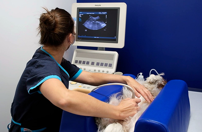 échographie chien