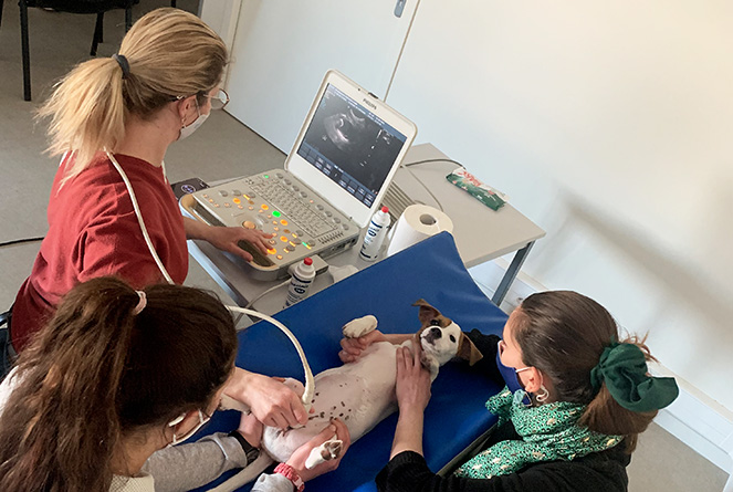 Formation vétérinaire echographie Univet