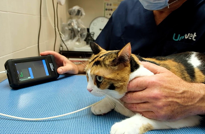 Prise de tension chat