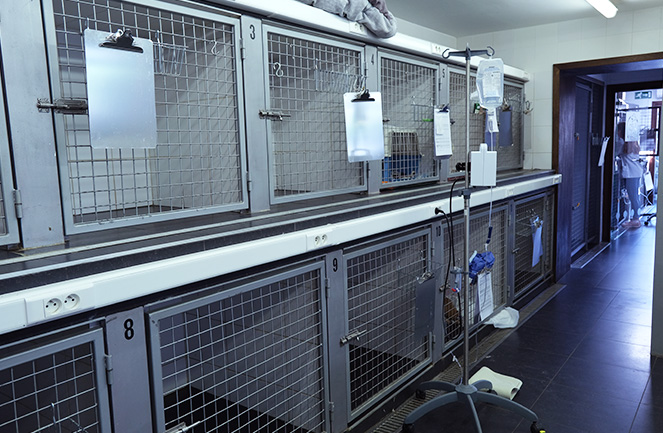 Clinique Univet Enghien Animalliance Chenil