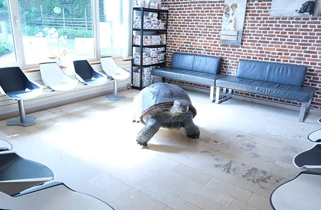 Clinique Veterinaire Univet Kasteel Vetcare Attente