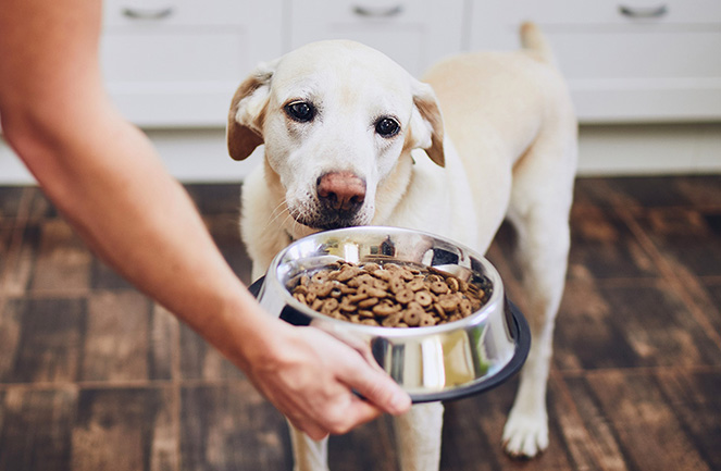 alimentation chien senior