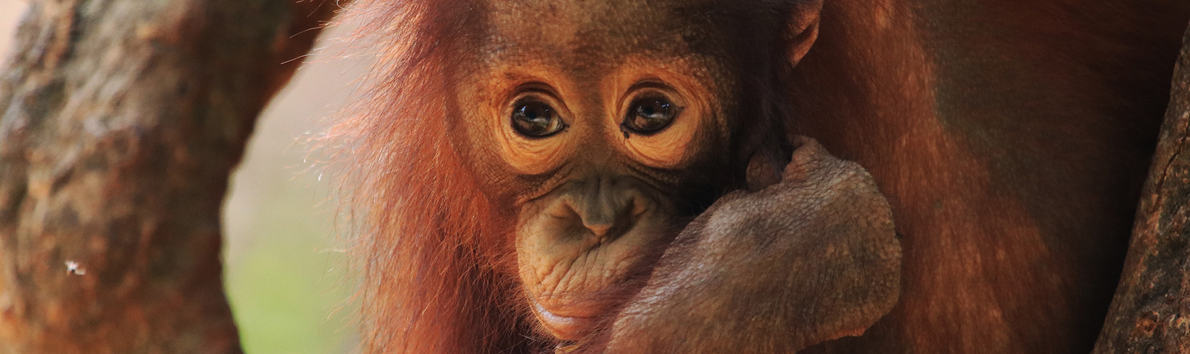 Jeune orang-outan, symbole de la protection de la faune sauvage et de la biodiversité
