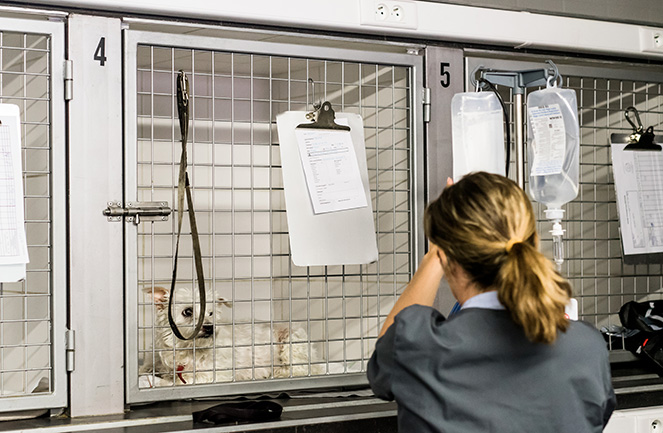 chenil hospitalisation vétérinaire