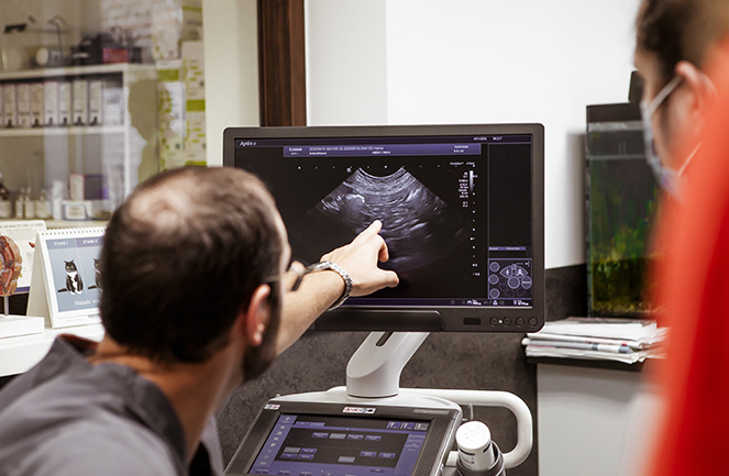 diagnostic échographie chien