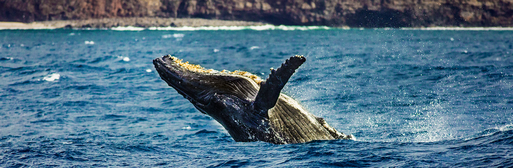 Baleine émergeant de l’océan, symbole de la protection de la biodiversité marine soutenue par Univet Nature
