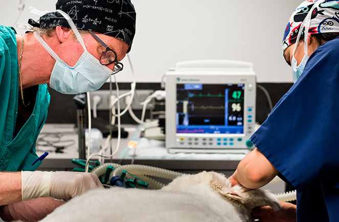 urgence vétérinaire