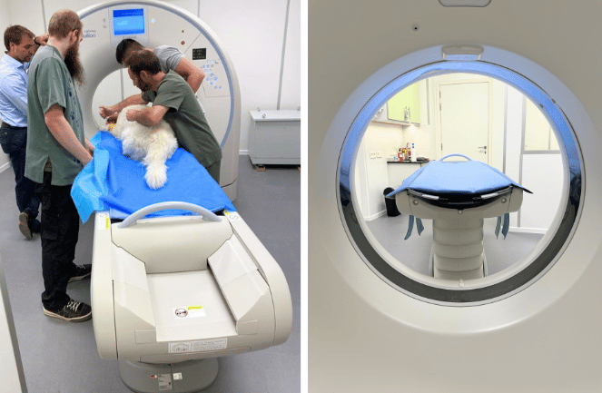 Chien installé sur un scanner vétérinaire CT-scan avec une équipe vétérinaire en clinique