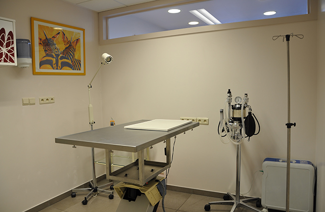Centre Veterinaire Univet Abyssin Chir