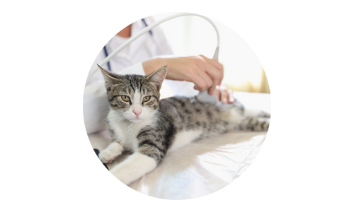 Ultrason vétérinaire thérapeutique