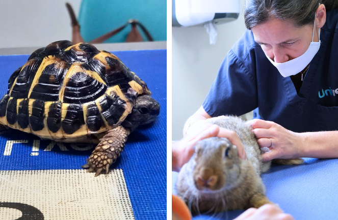 Nouveaux animaux de compagnie