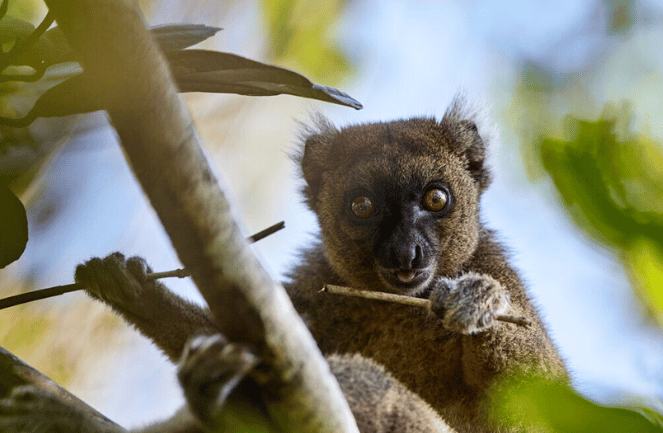 Univet Nature - protection des lémuriens de madagascar