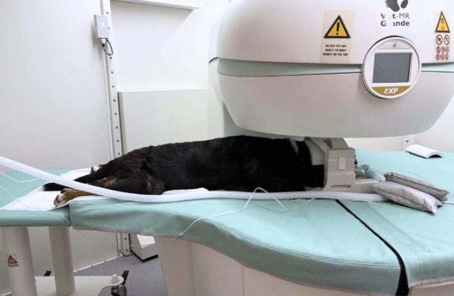 Chien en cours d’examen IRM vétérinaire au Centre vétérinaire Univet Wavre Beumont