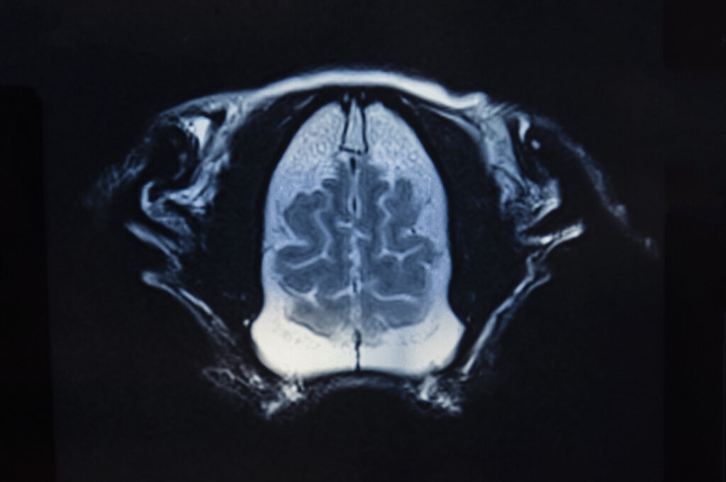 Imagerie par résonance magnétique du crâne du chien pour diagnostic vétérinaire