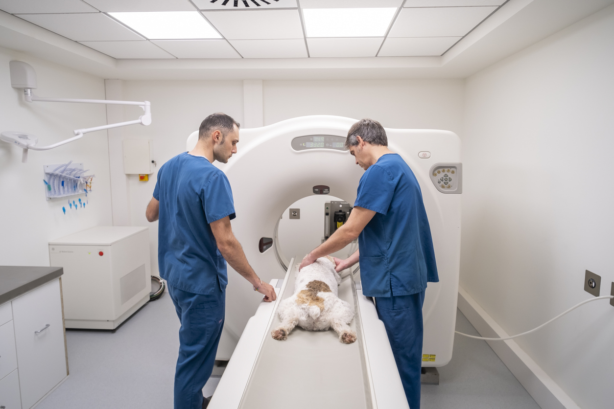 Vétérinaires réalisant un scanner CT sur un chien en clinique vétérinaire